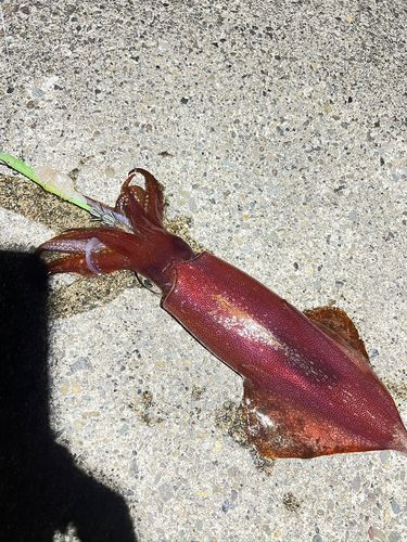 ケンサキイカの釣果