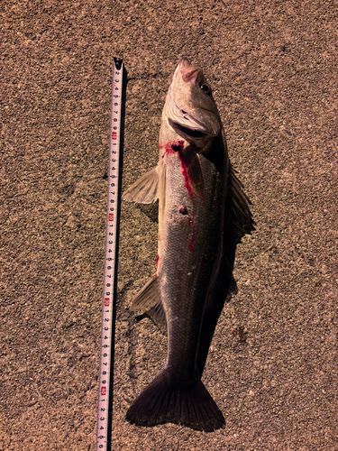 ハネ（マルスズキ）の釣果