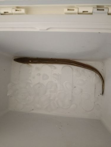 アナゴの釣果
