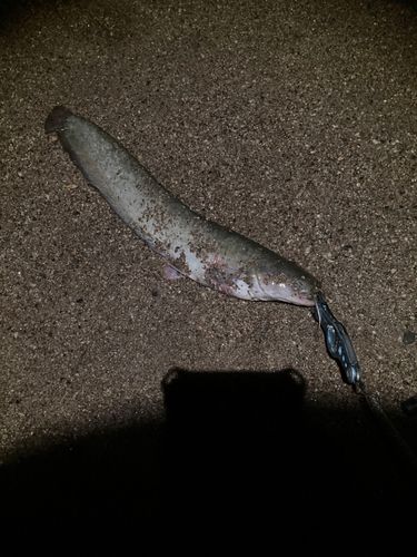 ナマズの釣果