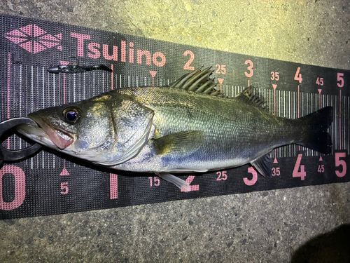 フッコ（マルスズキ）の釣果