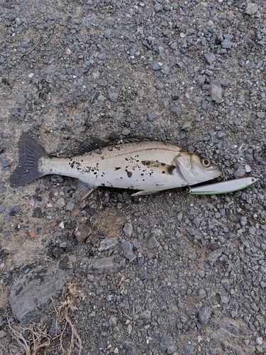 スズキの釣果