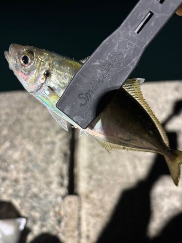 マアジの釣果