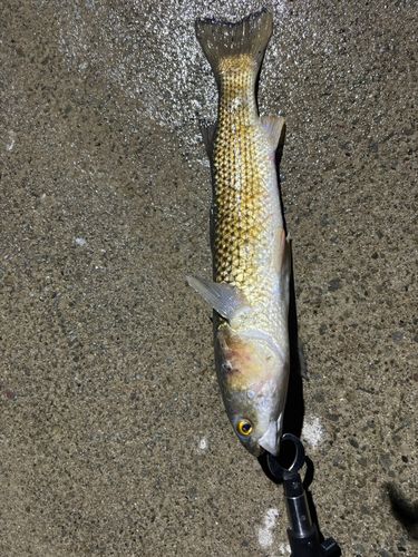 メナダの釣果