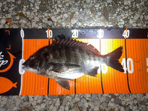 チヌの釣果