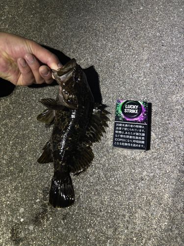 タケノコメバルの釣果