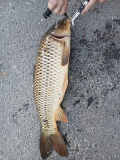 コイの釣果