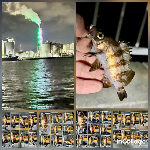 メバルの釣果