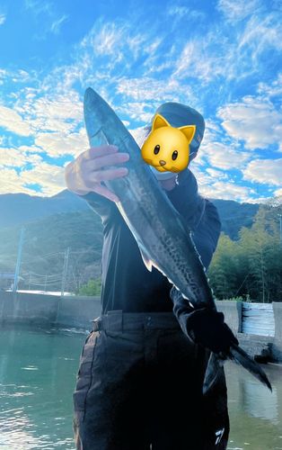 サワラの釣果