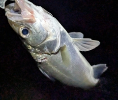 セイゴ（マルスズキ）の釣果