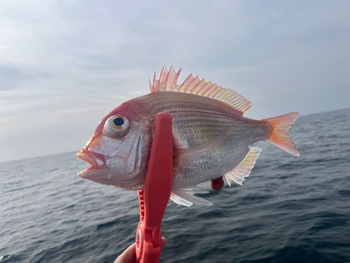 レンコダイの釣果