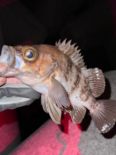 メバルの釣果
