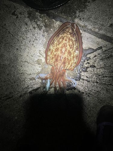 モンゴウイカの釣果