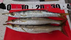 アカカマスの釣果