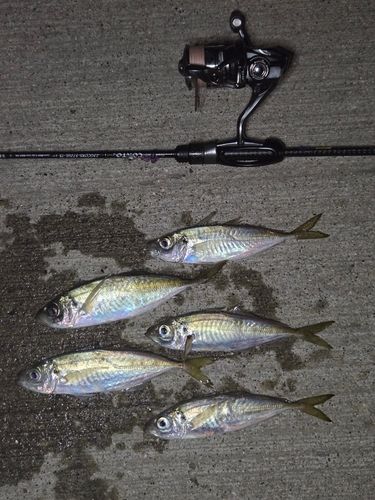 アジの釣果
