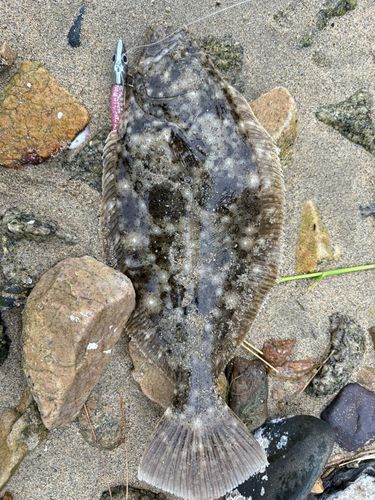 ヒラメの釣果