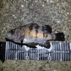 メバルの釣果