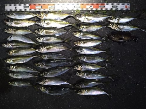 アジの釣果