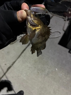 シロメバルの釣果