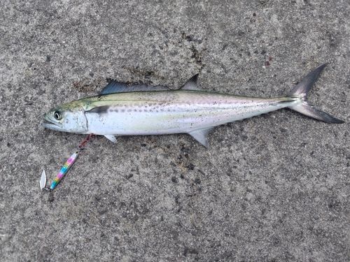 サゴシの釣果