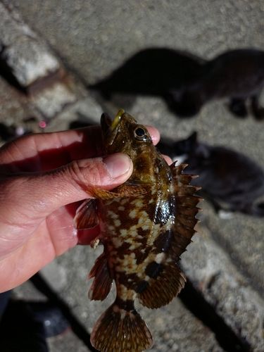 カサゴの釣果