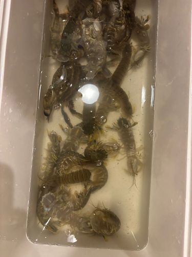 シャコの釣果