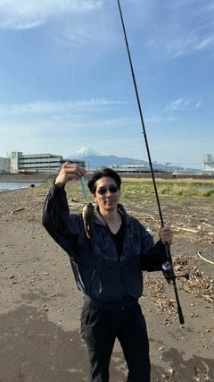クサフグの釣果
