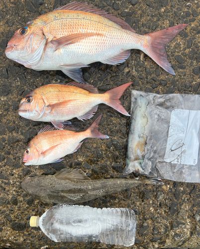タイの釣果
