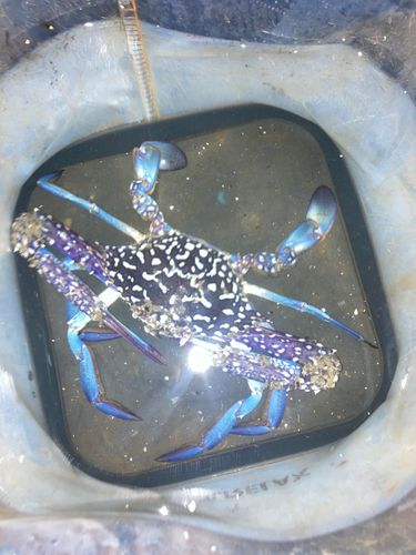 タイワンガザミの釣果