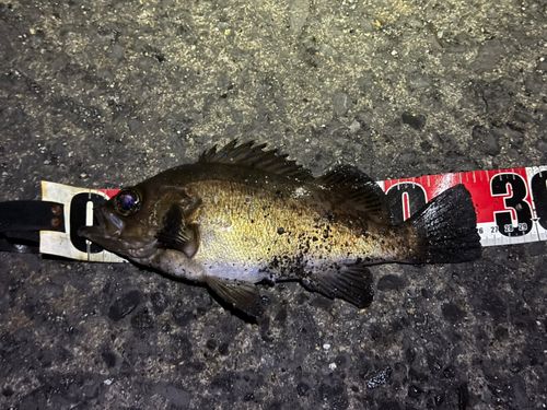 アカメバルの釣果