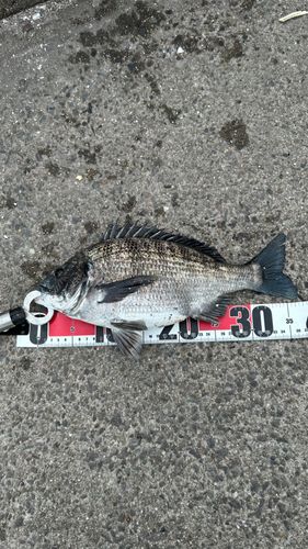 クロダイの釣果