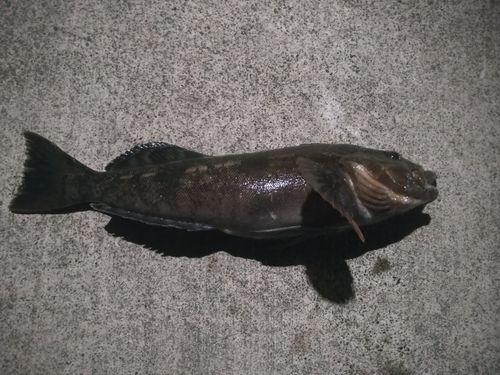 アイナメの釣果