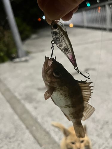 上蒲刈島で釣れたメバルの釣り・釣果情報 - アングラーズ | 釣果600万