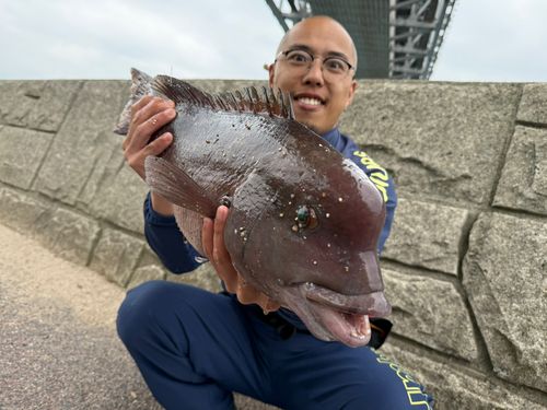 コブダイの釣果