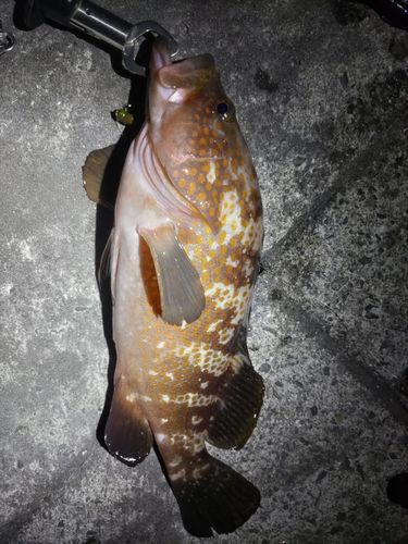 キジハタの釣果