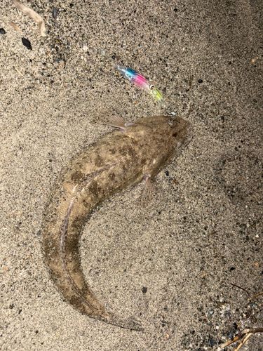マゴチの釣果