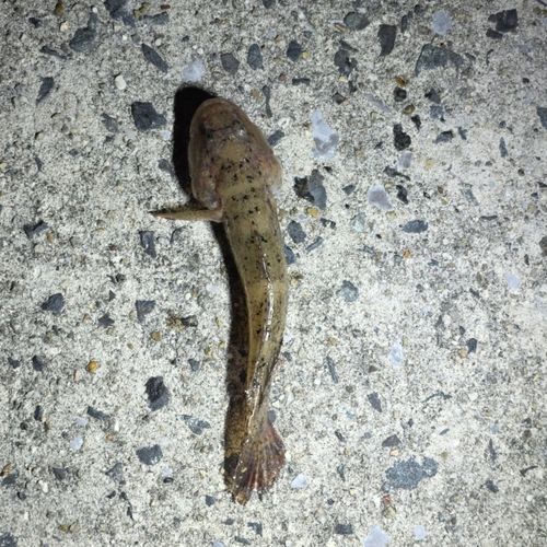 ウロハゼの釣果