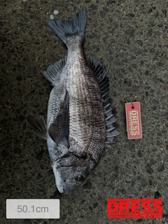 クロダイの釣果