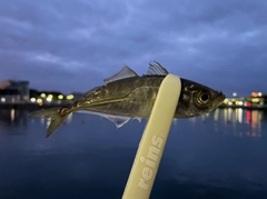 マアジの釣果