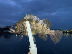 メバルの釣果