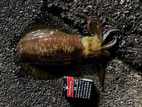 アオリイカの釣果