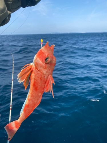 カナガシラの釣果