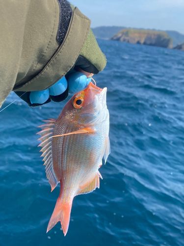 キダイの釣果