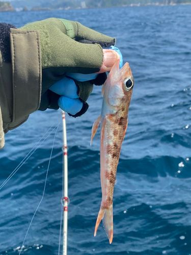 アカエソの釣果