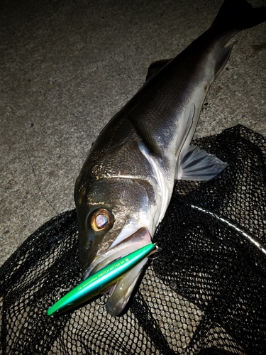 シーバスの釣果