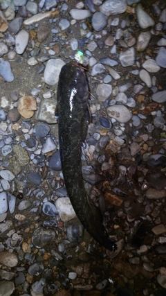 ナマズの釣果