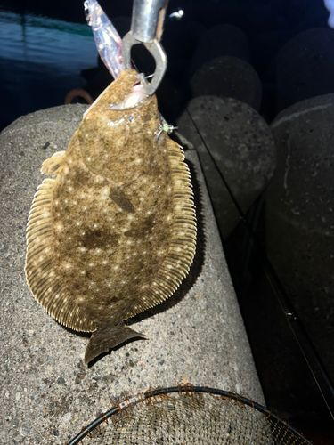 ソゲの釣果