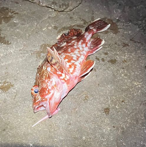 カサゴの釣果
