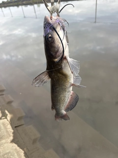 アメリカンキャットフィッシュの釣果