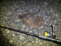 アカエイの釣果